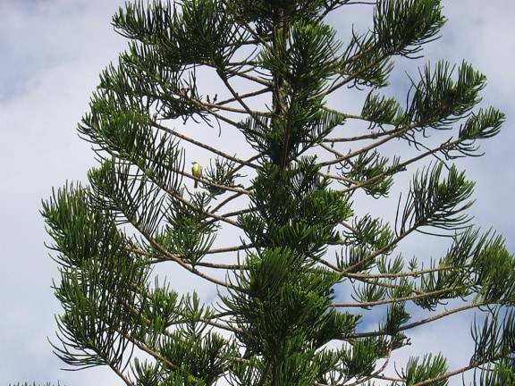 tree, pine, nature, evergreen, conifer, branch, plant, sky, forest