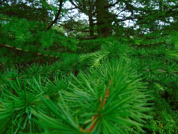 Conifer, mänty, evergreen, puu, wood, luonto, lehtiä, sivuliike, kuusen