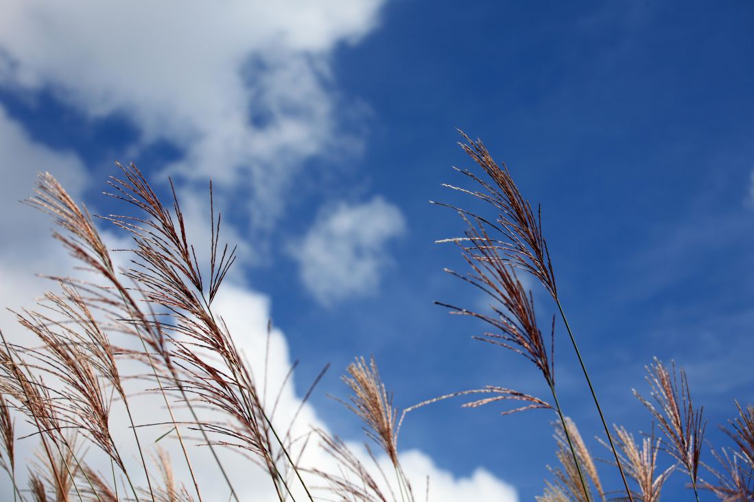 Phragmites australis, nature, sky, grass, winter, summer, landscape, reed