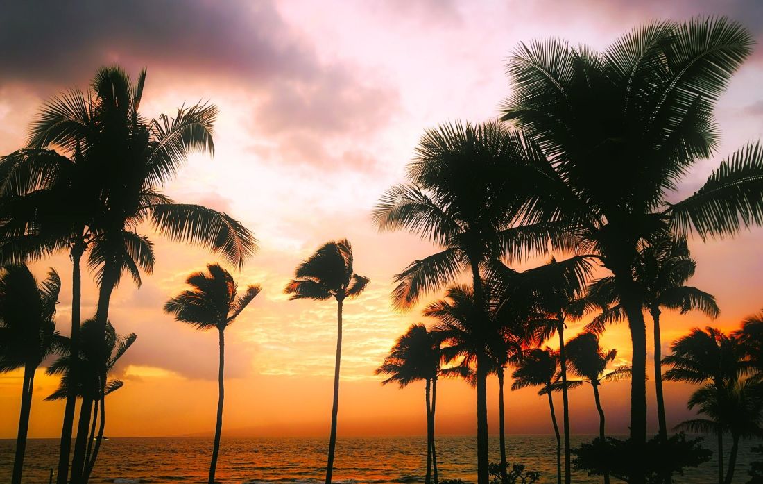 Palm, beach, soleil, sable, mer, exotique, océan, noix de coco, île