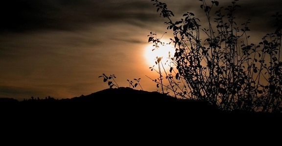 silhouette, sunset, tree, landscape, dawn, sun, backlit, star
