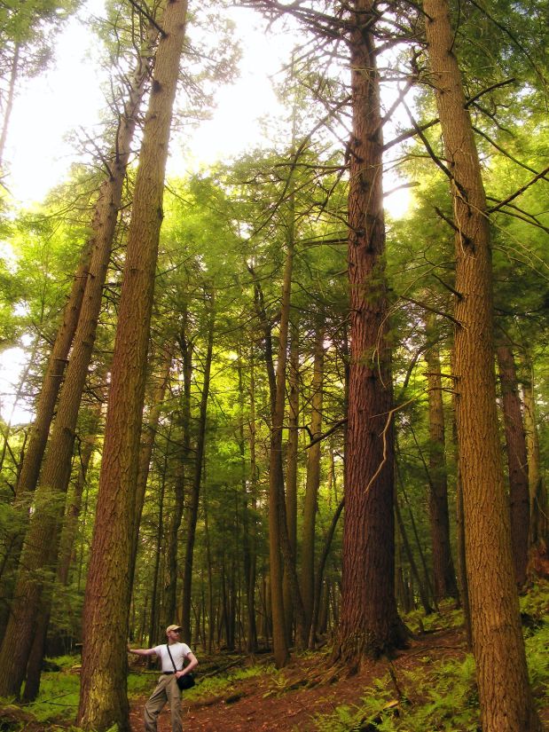 kayu, pohon, alam, pemandangan, daun, lingkungan, hutan
