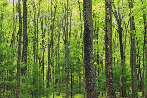 drvo, priroda, list, krajolik, drvo, zore, šuma, breza