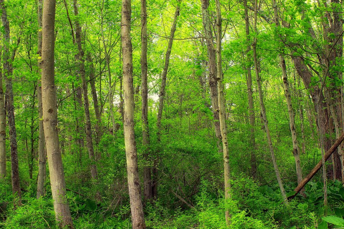 ξύλο, φύση, φύλλο, δέντρο, τοπίο, περιβάλλον, σημύδα, δάσος