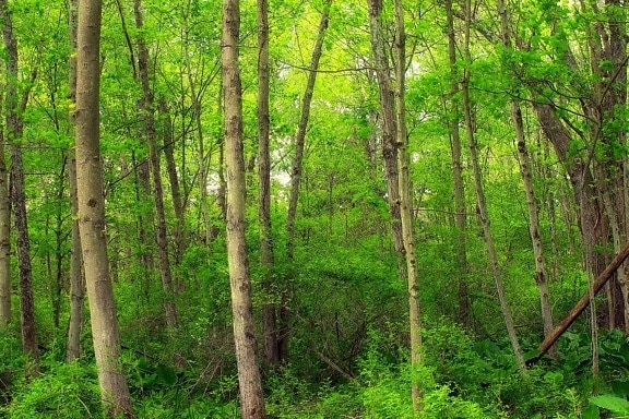 træ, natur, blade, træ, landskab, miljø, birk, skov