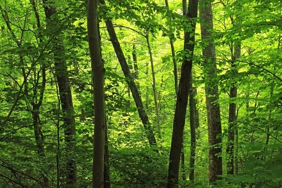 ไม้ ใบ ธรรมชาติ ต้นไม้ ภูมิทัศน์ ซัน รุ่งอรุณ ป่า ไม้เบิร์ช