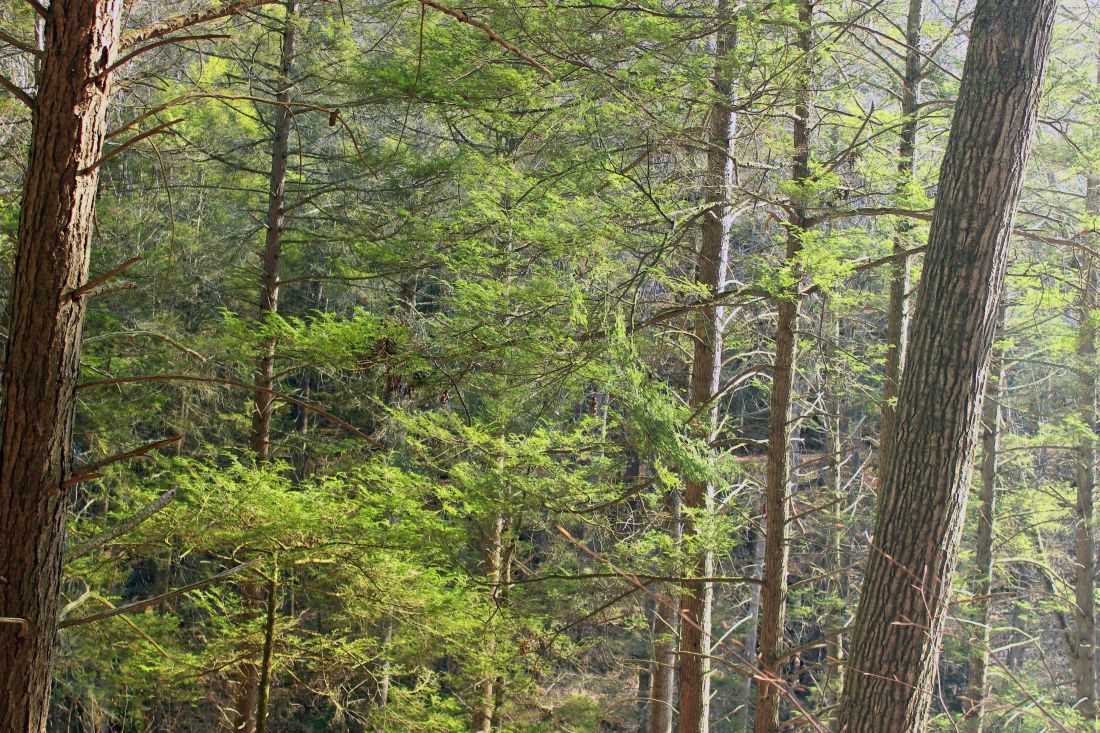 Holz, Baum, Natur, Landschaft, Blatt, Nadelbaum, Wald, Birke