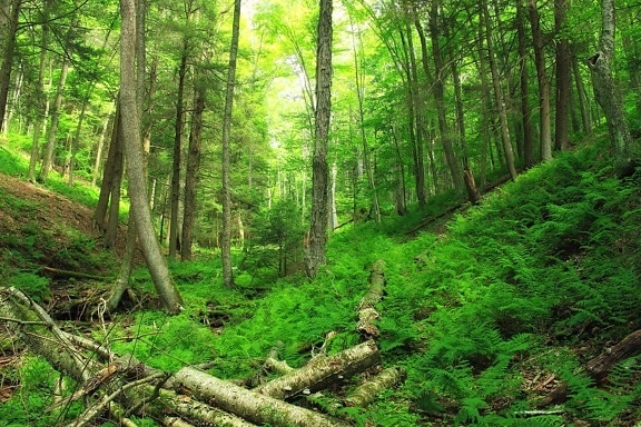 legno, natura, paesaggio, foglia, albero, ambiente, foresta