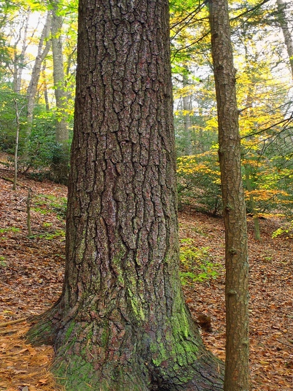 drevo, strom, príroda, lichen, tráva, list, krajiny, prostredia, buk, lesa