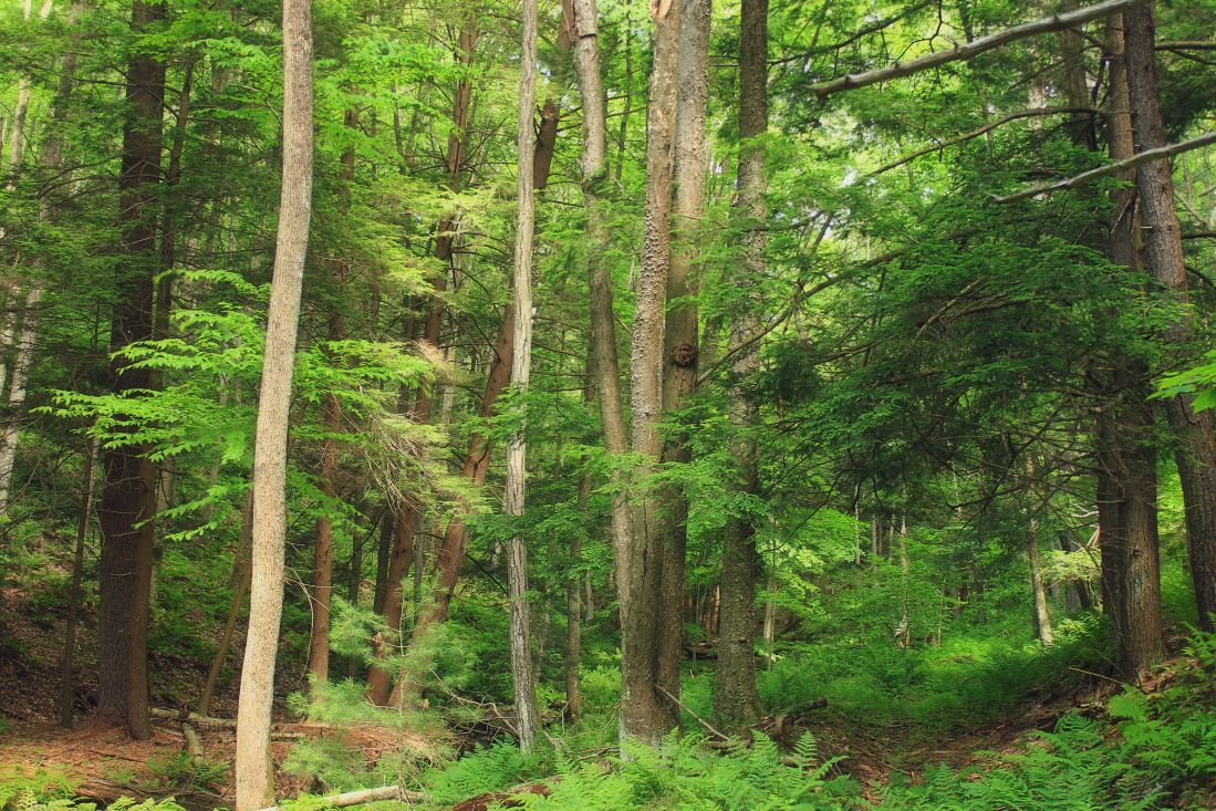 Woodland ліс зелений, природи, дерево, краєвид, лист, завод