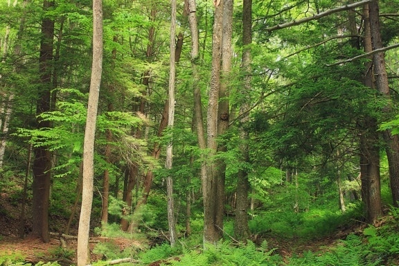 ป่า ป่า สีเขียว ธรรมชาติ ต้นไม้ ภูมิทัศน์ ใบ พืช