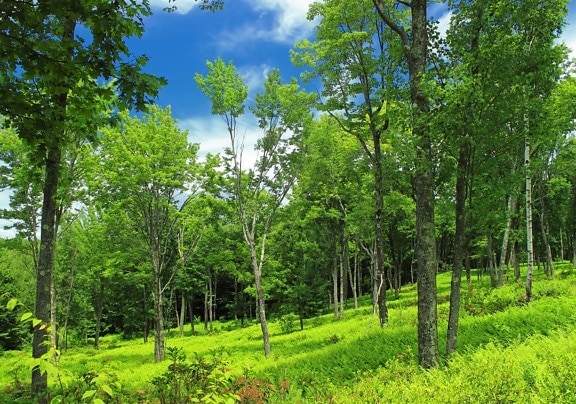 dřevo, příroda, krajina, strom, listy, venkov, léto, topol