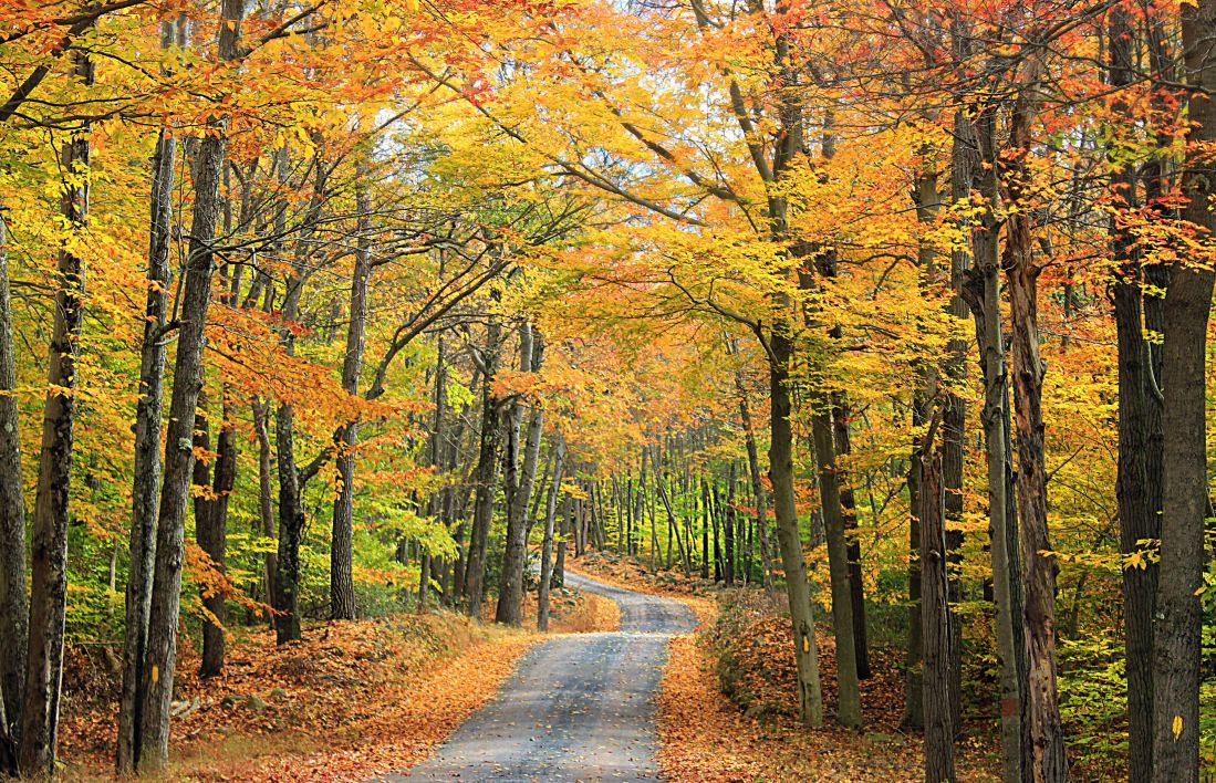 listy, drevo, strom, krajina, príroda, road, jeseň, lesných