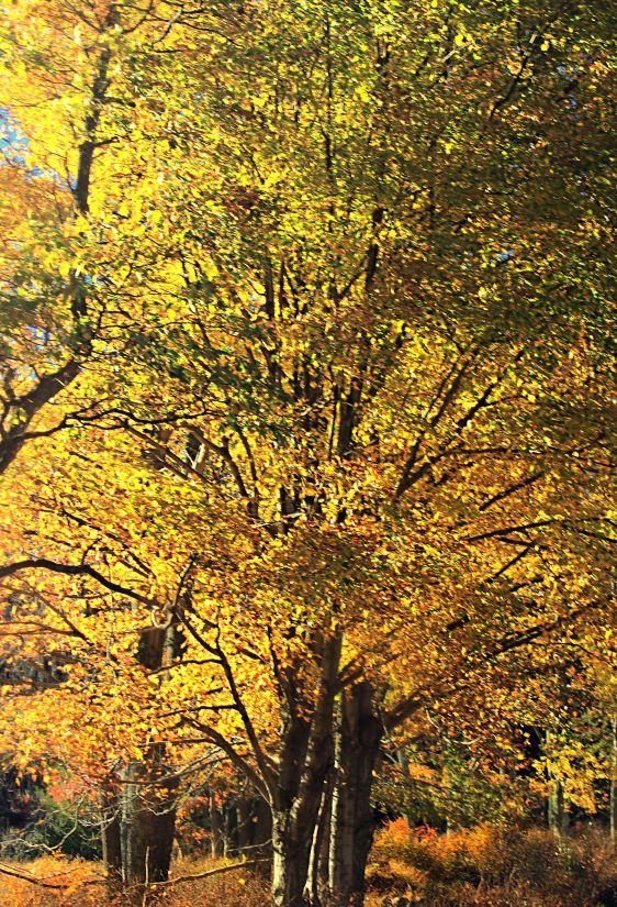 listy, strom, dřevo, krajina, příroda, větev, podzim, topol