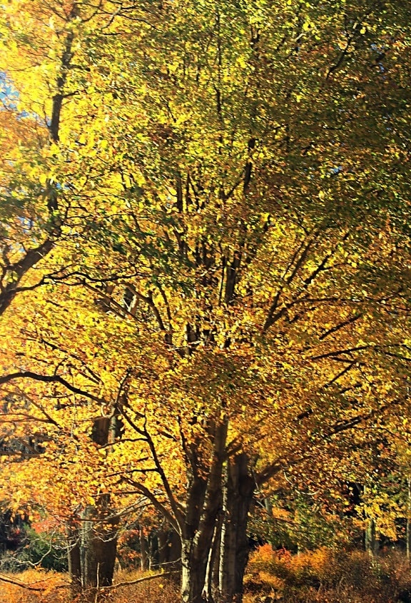 list, strom, drevo, krajina, príroda, pobočky, jeseň, topoľ
