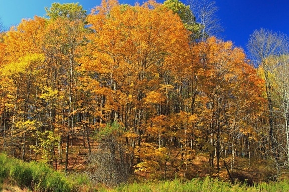 albero, legno, foglia, paesaggio, natura, pioppo, autunno, foresta