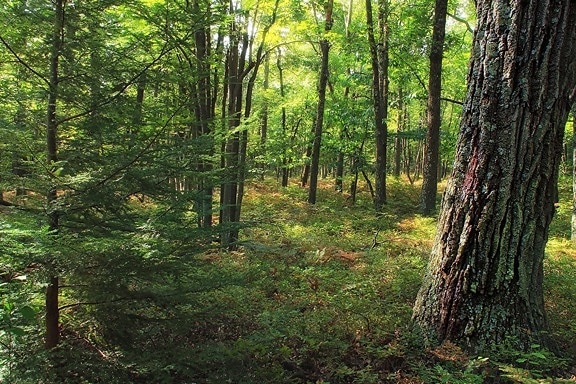 drevo, krajina, strom, príroda, prostredie, leaf, lesné