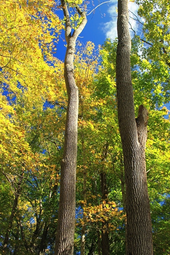 strom, listy, drevo, krajina, príroda, topoľ, Les, jeseň
