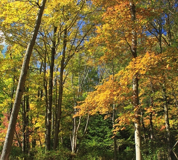 list, drevo, strom, príroda, krajina, topoľ, breza, jesenné