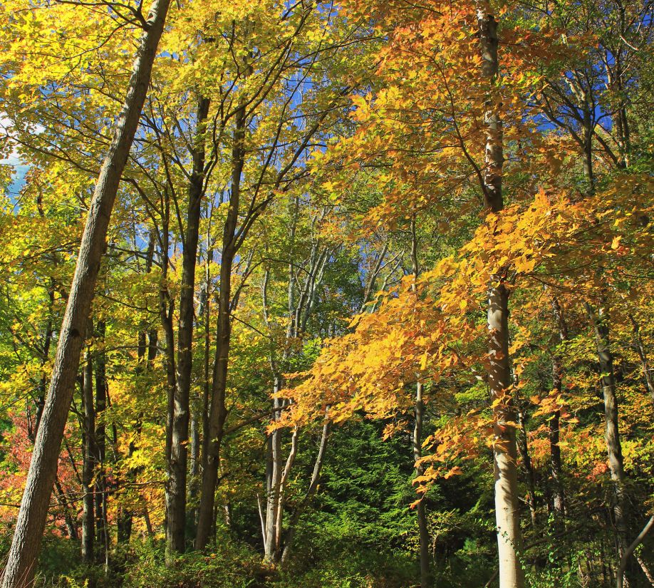 葉、木、木、自然、風景、ポプラ、シラカバ、秋