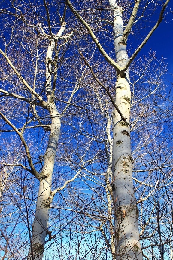 ต้นไม้ สาขา ไม้ ไม้เบิร์ช ภูมิทัศน์ ฤดูหนาว เปลือกไม้ ธรรมชาติ