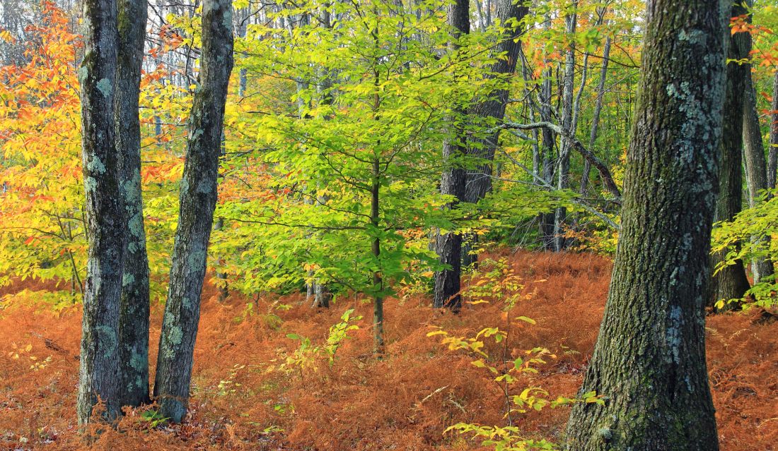 kayu, pohon, daun, alam, pemandangan, hutan, birch, musim gugur