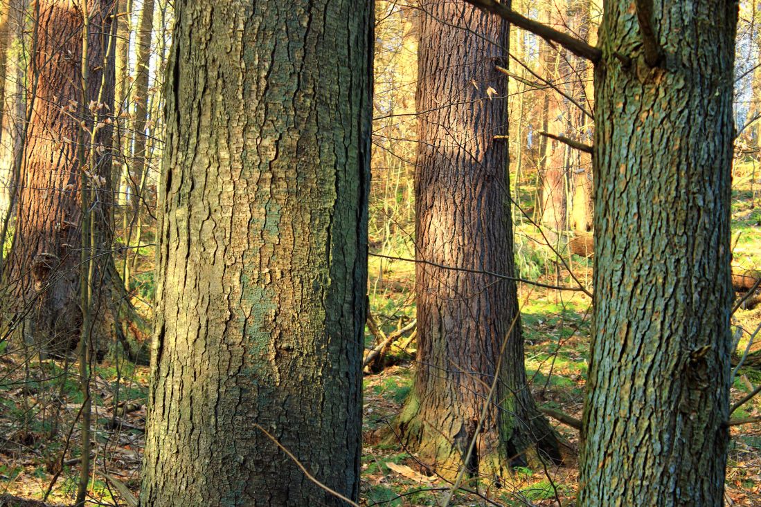 дървен материал, дърво, природа, листа, пейзаж, ограда, гора, есен