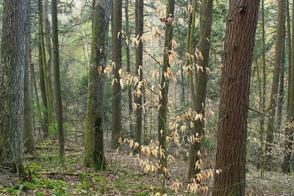 ไม้ ต้นไม้ ภูมิทัศน์ ธรรมชาติ ไลเคน มอส หญ้า ใบ สภาพแวดล้อม ป่า