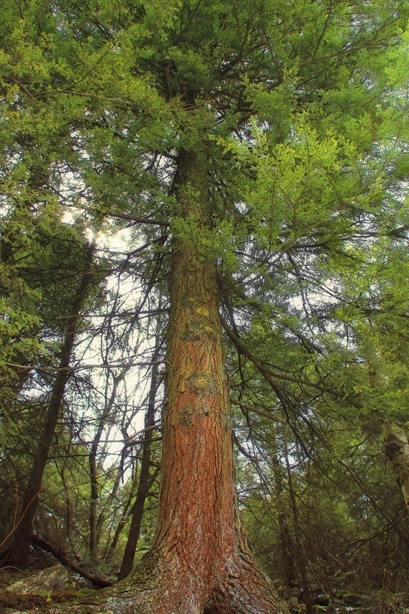 dřevo, strom, příroda, krajina, životní prostředí, jehličnatý, list
