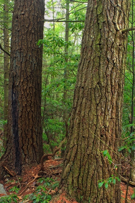 gỗ cây, thiên nhiên, cảnh quan, môi trường, lá, rừng