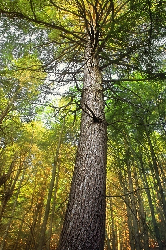dřevo, strom, příroda, list, krajina, životní prostředí, Les