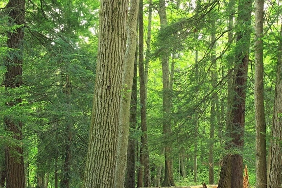 kayu, pohon, alam, daun, lanskap, konifer, hutan, poplar