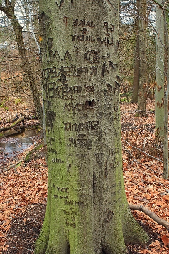 tree, wood, nature, leaf, bark
