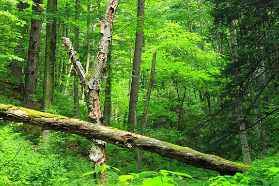 wood, nature, landscape, leaf, tree, summer, forest, birch