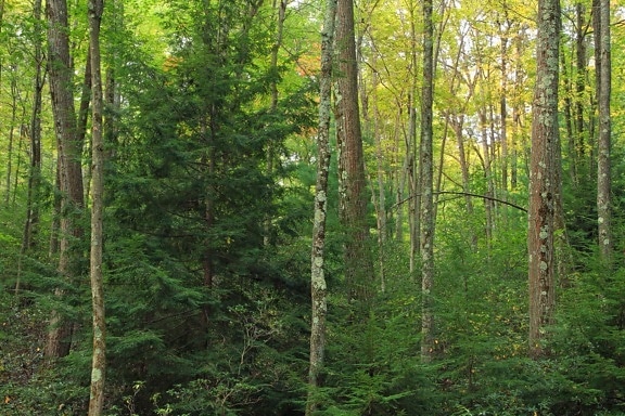 wood, nature, leaf, tree, landscape, birch, forest, plant