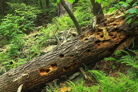 ไม้ ต้นไม้ ธรรมชาติ moss ใบ สภาพแวดล้อม ป่าฝน ฟลอรา