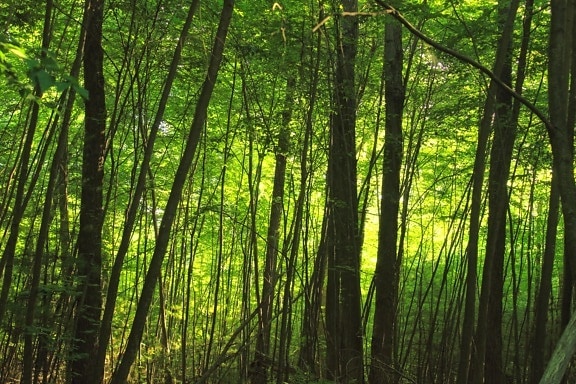 ξύλο, φύλλα, φύση, αυγή, ήλιος, τοπίο, δέντρο, δάσος, καλοκαίρι