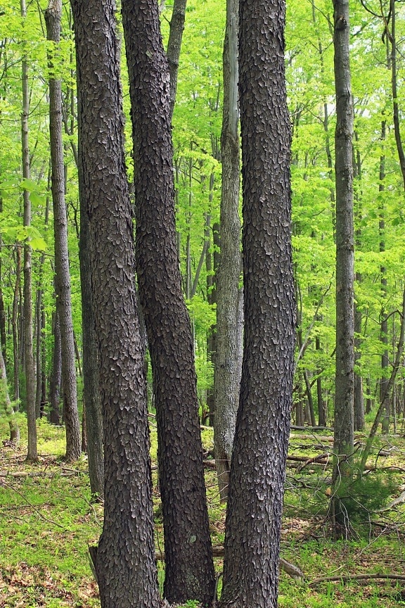 kayu, alam, pohon, lanskap, daun, hutan, pagar, birch