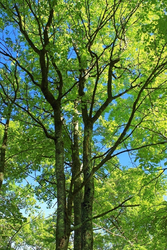 list, příroda, strom, dřevo, krajina, životní prostředí, letní