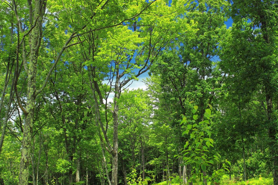 gỗ tự nhiên, lá, cảnh quan, cây, môi trường, mùa hè