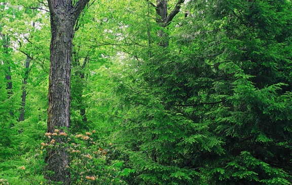 drevo, strom, leaf, prírody, krajiny, prostredia, rastlín, lesných