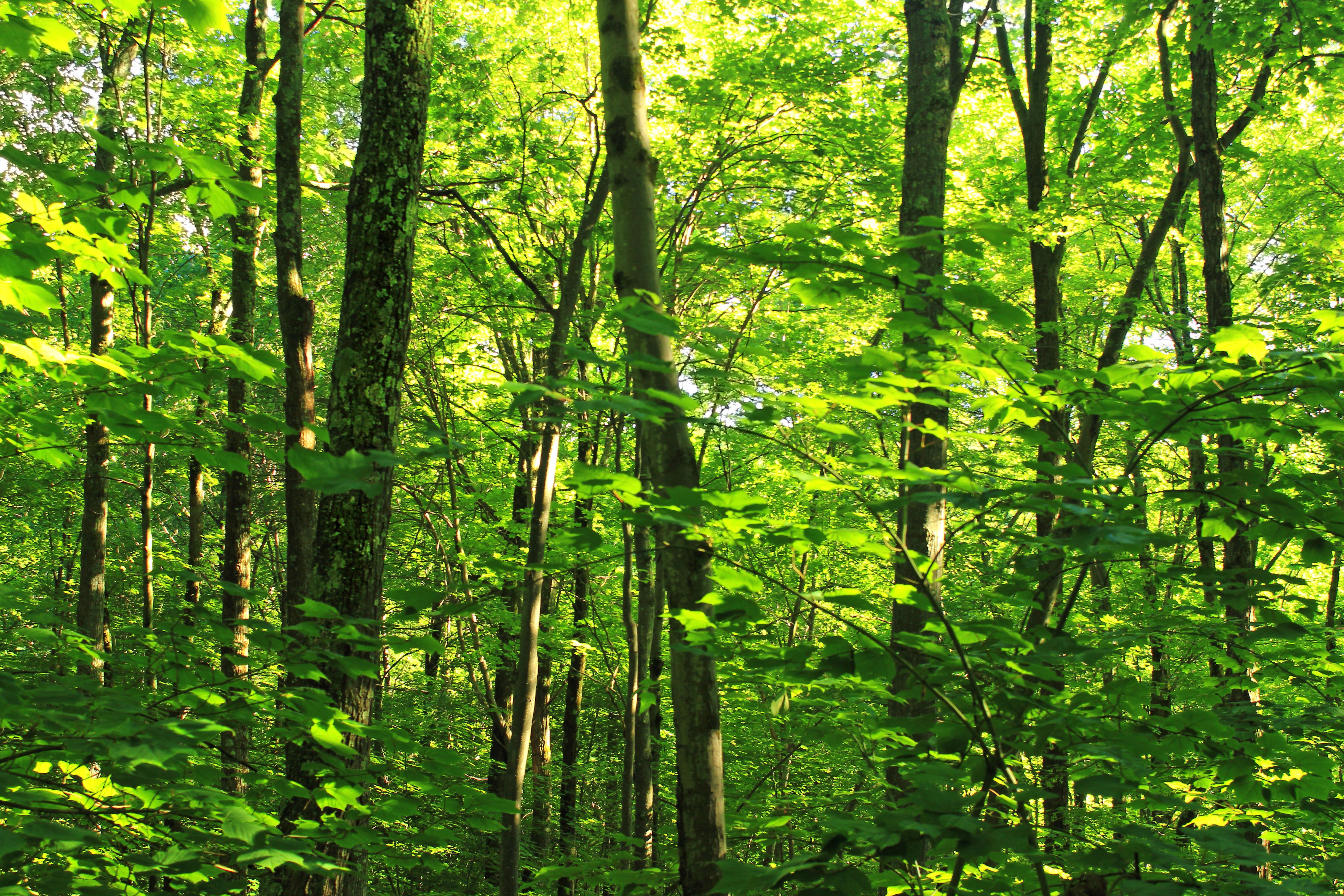 Плодородие широколиственных лесов. Лиственный лес. Лиственный лес зеленый. Широколиственные леса фото. Wood Лиственный лес.