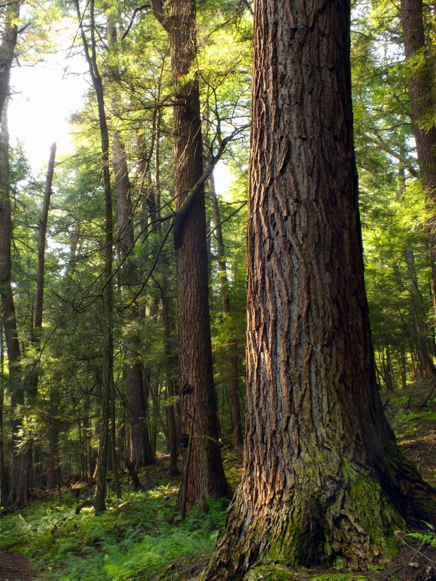 dřevo, strom, příroda, krajina, jehličnatý, listí, Les, rostlina