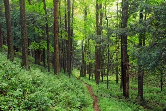 ξύλο, δρόμος, χόρτο, βρύα, φύση, δέντρο, λειχήνα, τοπίο, φύλλο, περιβάλλον, δάσος