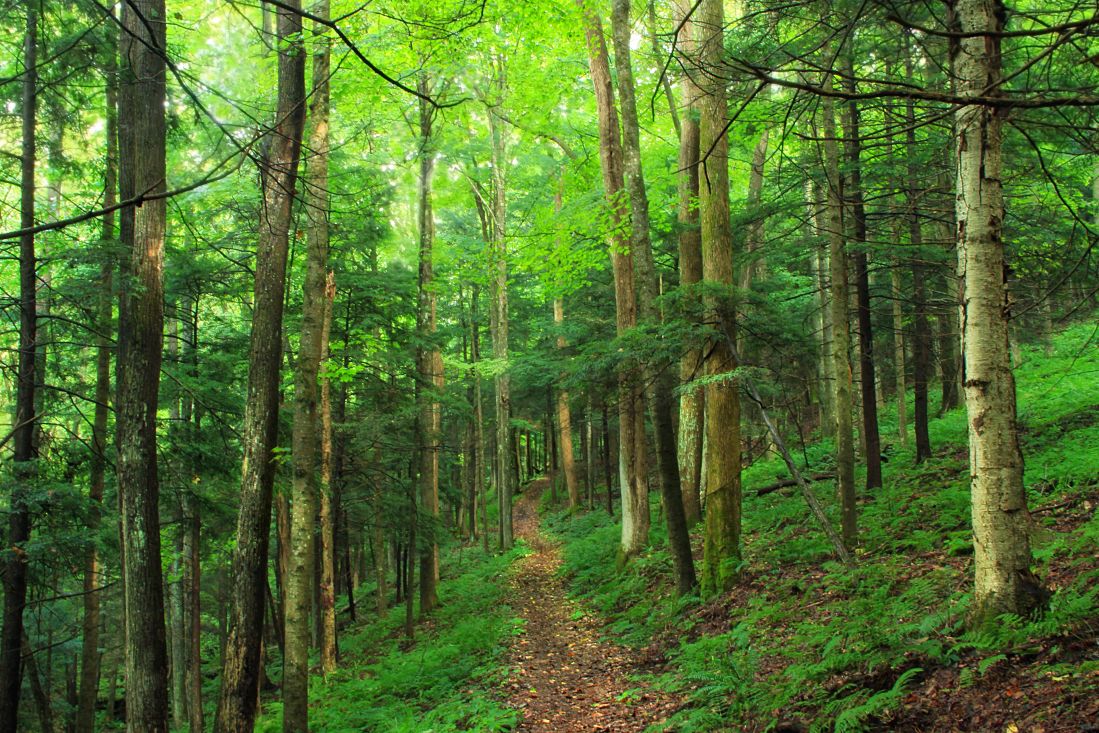 madeira, natureza, paisagem, árvore, folha, meio ambiente, floresta