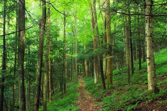 dřevo, příroda, krajina, strom, listy, prostředí, Les
