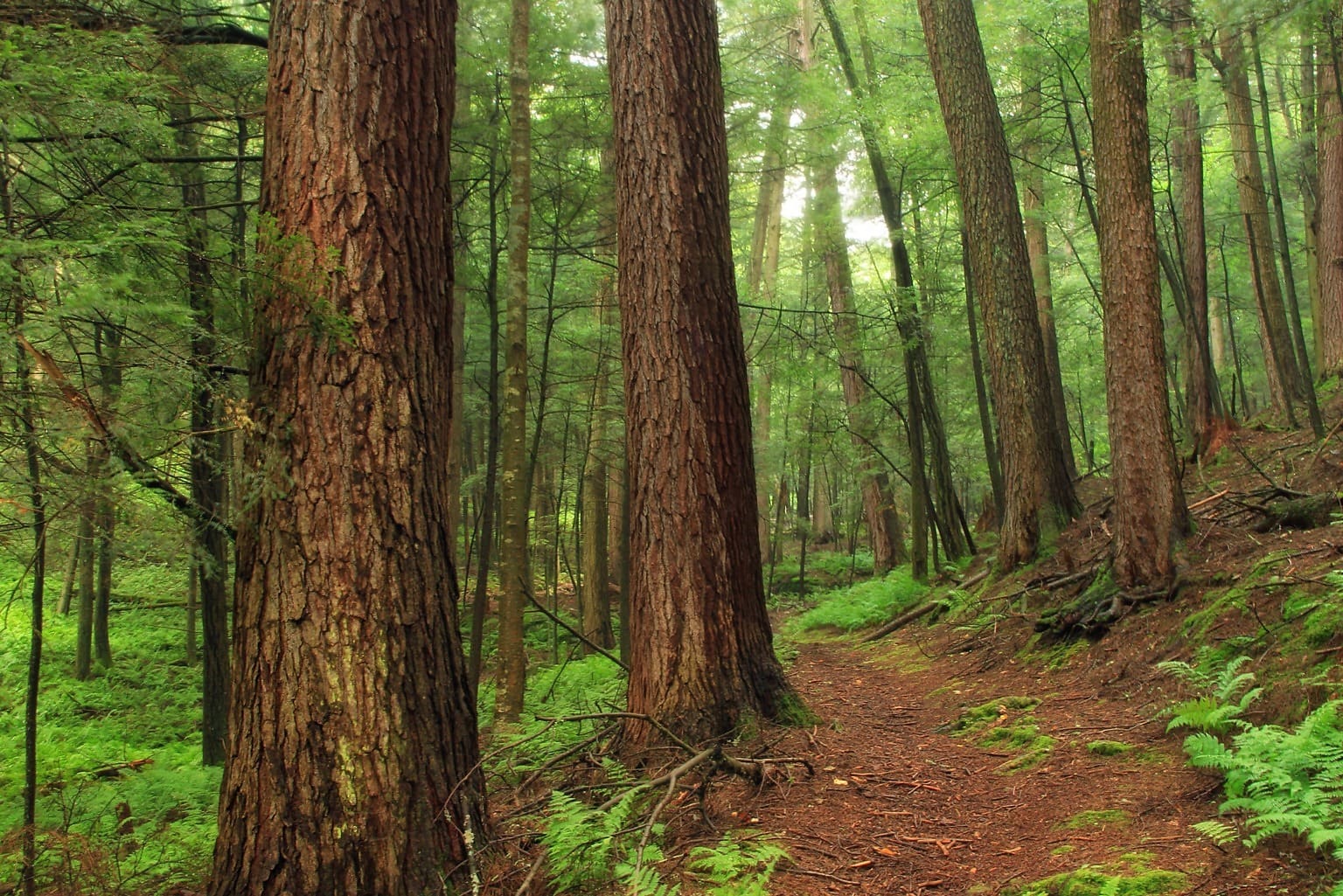 Окружение лес. 4k Forest Birds Songs.