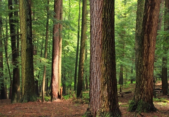 dřevo, strom, jehličnatý, krajina, příroda, evergreen, lesní