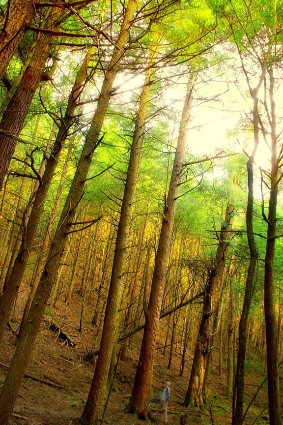 дървен материал, дърво, природа, листа, пейзаж, зората, гора, есен