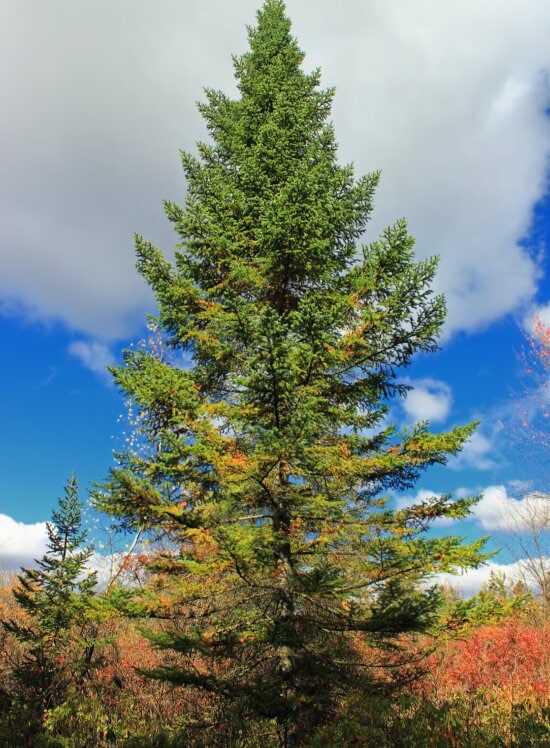 Free picture: tree, wood, nature, leaf, bark